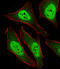 Mitotic Arrest Deficient 2 Like 2 antibody, A02357-3, Boster Biological Technology, Immunofluorescence image 