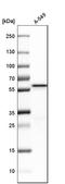 Glucose-6-phosphate isomerase antibody, HPA024305, Atlas Antibodies, Western Blot image 