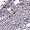 Collagen Type XXII Alpha 1 Chain antibody, PA5-55200, Invitrogen Antibodies, Immunohistochemistry frozen image 