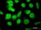 E4F Transcription Factor 1 antibody, H00001877-M03, Novus Biologicals, Immunofluorescence image 