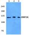 BMP-2-inducible protein kinase antibody, A09187, Boster Biological Technology, Western Blot image 