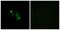 Olfactory Receptor Family 10 Subfamily V Member 1 antibody, PA5-38200, Invitrogen Antibodies, Immunofluorescence image 