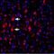 Potassium Voltage-Gated Channel Subfamily A Member 4 antibody, PA5-77659, Invitrogen Antibodies, Immunohistochemistry frozen image 