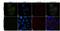 HRas Proto-Oncogene, GTPase antibody, PA5-14863, Invitrogen Antibodies, Immunofluorescence image 