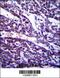 Tubulin Gamma Complex Associated Protein 5 antibody, 57-133, ProSci, Immunohistochemistry frozen image 