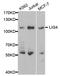 DNA Ligase 4 antibody, MBS126266, MyBioSource, Western Blot image 