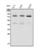 TGF-Beta Activated Kinase 1 (MAP3K7) Binding Protein 2 antibody, A02499-1, Boster Biological Technology, Western Blot image 