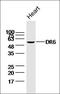 TNF Receptor Superfamily Member 21 antibody, orb101582, Biorbyt, Western Blot image 