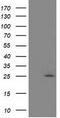Adenylate Kinase 3 antibody, LS-C175793, Lifespan Biosciences, Western Blot image 