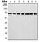 Involucrin antibody, MBS820782, MyBioSource, Western Blot image 