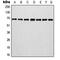 Involucrin antibody, MBS820782, MyBioSource, Western Blot image 