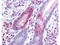 Programmed Cell Death 4 antibody, MP01105, Boster Biological Technology, Immunohistochemistry frozen image 