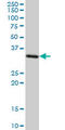 Syntaxin 4 antibody, LS-C139164, Lifespan Biosciences, Western Blot image 