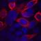 Galactosidase Beta 1 antibody, ab616, Abcam, Immunofluorescence image 