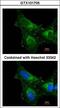 Peroxiredoxin 1 antibody, LS-C109272, Lifespan Biosciences, Immunofluorescence image 