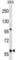 Transmembrane And Coiled-Coil Domains 4 antibody, abx028932, Abbexa, Western Blot image 