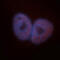 TAR DNA Binding Protein antibody, GTX30809, GeneTex, Immunofluorescence image 