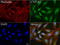 Cytochrome P450 Family 1 Subfamily A Member 2 antibody, LS-C796757, Lifespan Biosciences, Immunofluorescence image 