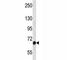 Fibroblast Growth Factor Receptor 1 antibody, F44216-0.4ML, NSJ Bioreagents, Western Blot image 