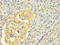 Cell Division Cycle 25C antibody, LS-C375427, Lifespan Biosciences, Immunohistochemistry paraffin image 