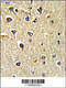 CD166 antigen antibody, 61-574, ProSci, Immunohistochemistry paraffin image 
