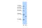 Homologous-pairing protein 2 homolog antibody, 30-304, ProSci, Enzyme Linked Immunosorbent Assay image 