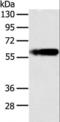 Perilipin 1 antibody, LS-C403421, Lifespan Biosciences, Western Blot image 