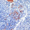 S100 Calcium Binding Protein A8 antibody, 15-986, ProSci, Immunohistochemistry frozen image 