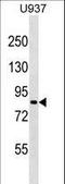 Zinc Finger Protein 225 antibody, LS-C157426, Lifespan Biosciences, Western Blot image 