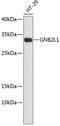 Guanine nucleotide-binding protein subunit beta-2-like 1 antibody, 14-611, ProSci, Western Blot image 