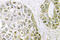 Heterogeneous Nuclear Ribonucleoprotein M antibody, LS-C177169, Lifespan Biosciences, Immunohistochemistry frozen image 