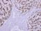 CLN2 antibody, LS-C185571, Lifespan Biosciences, Immunohistochemistry frozen image 