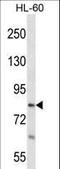 RTF1 Homolog, Paf1/RNA Polymerase II Complex Component antibody, LS-C162800, Lifespan Biosciences, Western Blot image 