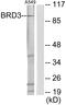 Bromodomain Containing 3 antibody, LS-C119051, Lifespan Biosciences, Western Blot image 