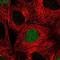 TOP2A antibody, NBP1-86927, Novus Biologicals, Immunofluorescence image 