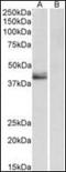 Serpinb1 antibody, orb195468, Biorbyt, Western Blot image 