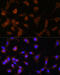 Glucosidase II Alpha Subunit antibody, 15-233, ProSci, Immunofluorescence image 