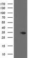 THAP Domain Containing 6 antibody, M16470-1, Boster Biological Technology, Western Blot image 