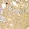 Receptor For Activated C Kinase 1 antibody, 13-056, ProSci, Immunohistochemistry frozen image 