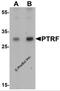 Caveolae Associated Protein 2 antibody, 7265, ProSci, Western Blot image 