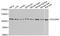 Programmed Cell Death 6 Interacting Protein antibody, A2215, ABclonal Technology, Western Blot image 