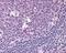 Atypical Chemokine Receptor 3 antibody, PA5-23192, Invitrogen Antibodies, Immunohistochemistry frozen image 