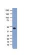 PHD finger protein 6 antibody, 30-717, ProSci, Enzyme Linked Immunosorbent Assay image 