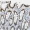 Zinc Finger And BTB Domain Containing 7B antibody, HPA006811, Atlas Antibodies, Immunohistochemistry frozen image 