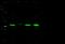 NFKB Inhibitor Beta antibody, 101993-T42, Sino Biological, Western Blot image 