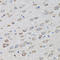 Proteasome 26S Subunit, Non-ATPase 10 antibody, A03169-1, Boster Biological Technology, Immunohistochemistry frozen image 
