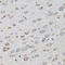 26S proteasome non-ATPase regulatory subunit 10 antibody, A03169-1, Boster Biological Technology, Immunohistochemistry frozen image 