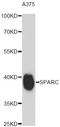 SPARC antibody, A14494, ABclonal Technology, Western Blot image 