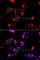 Cullin 4A antibody, A2882, ABclonal Technology, Immunofluorescence image 