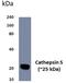 Cathepsin S antibody, GTX52584, GeneTex, Western Blot image 